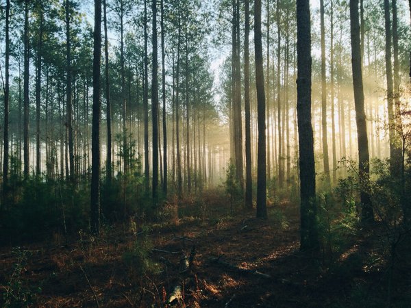 Où trouver les meilleures retraites de méditation en forêt en Finlande ?