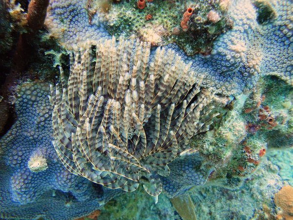 Comment participer à une expédition de recherche de la faune marine en Antarctique ?